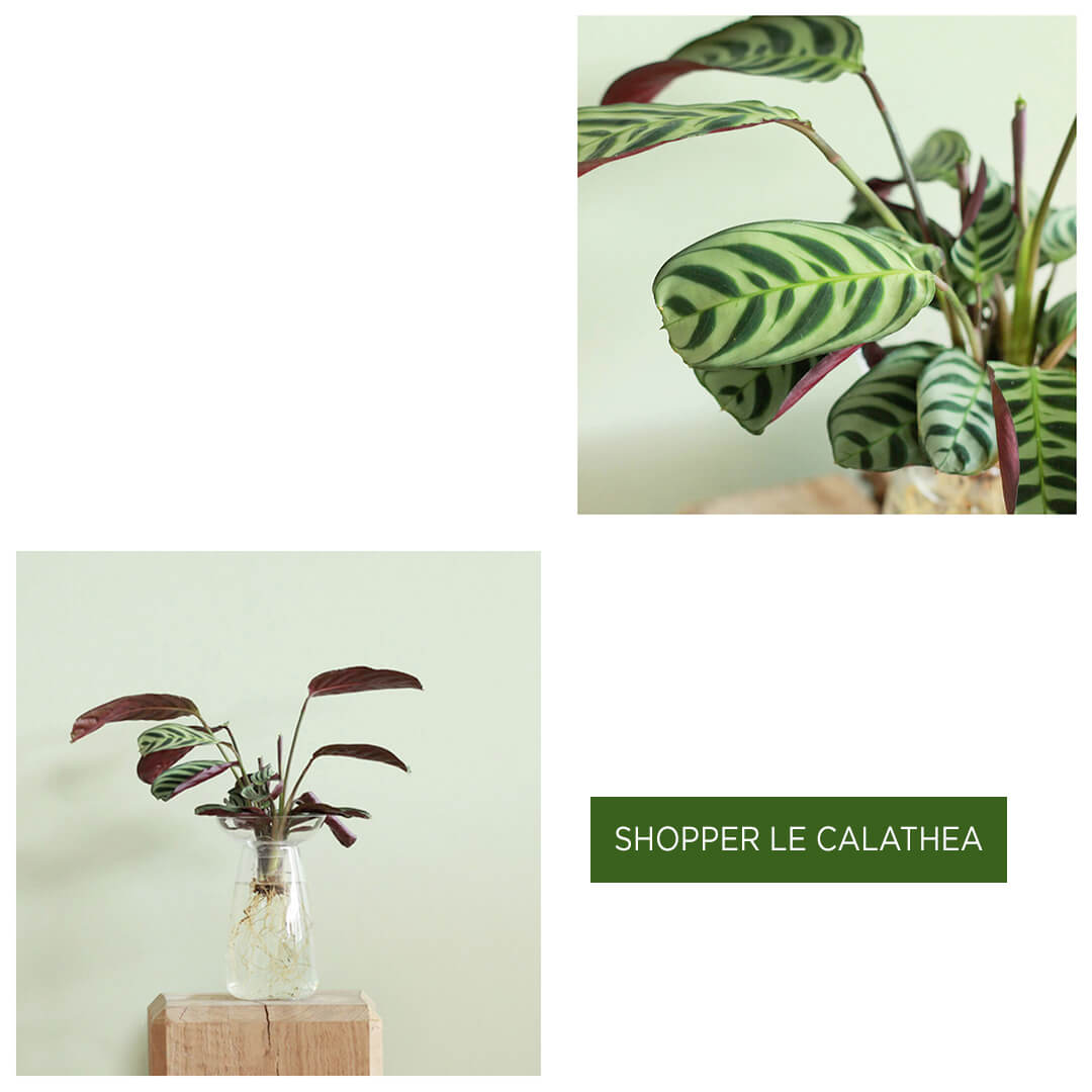 Calathea aquatique