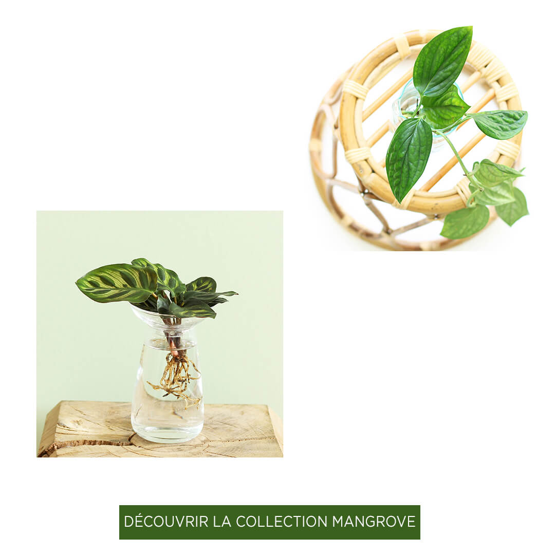 Collection Mangrove