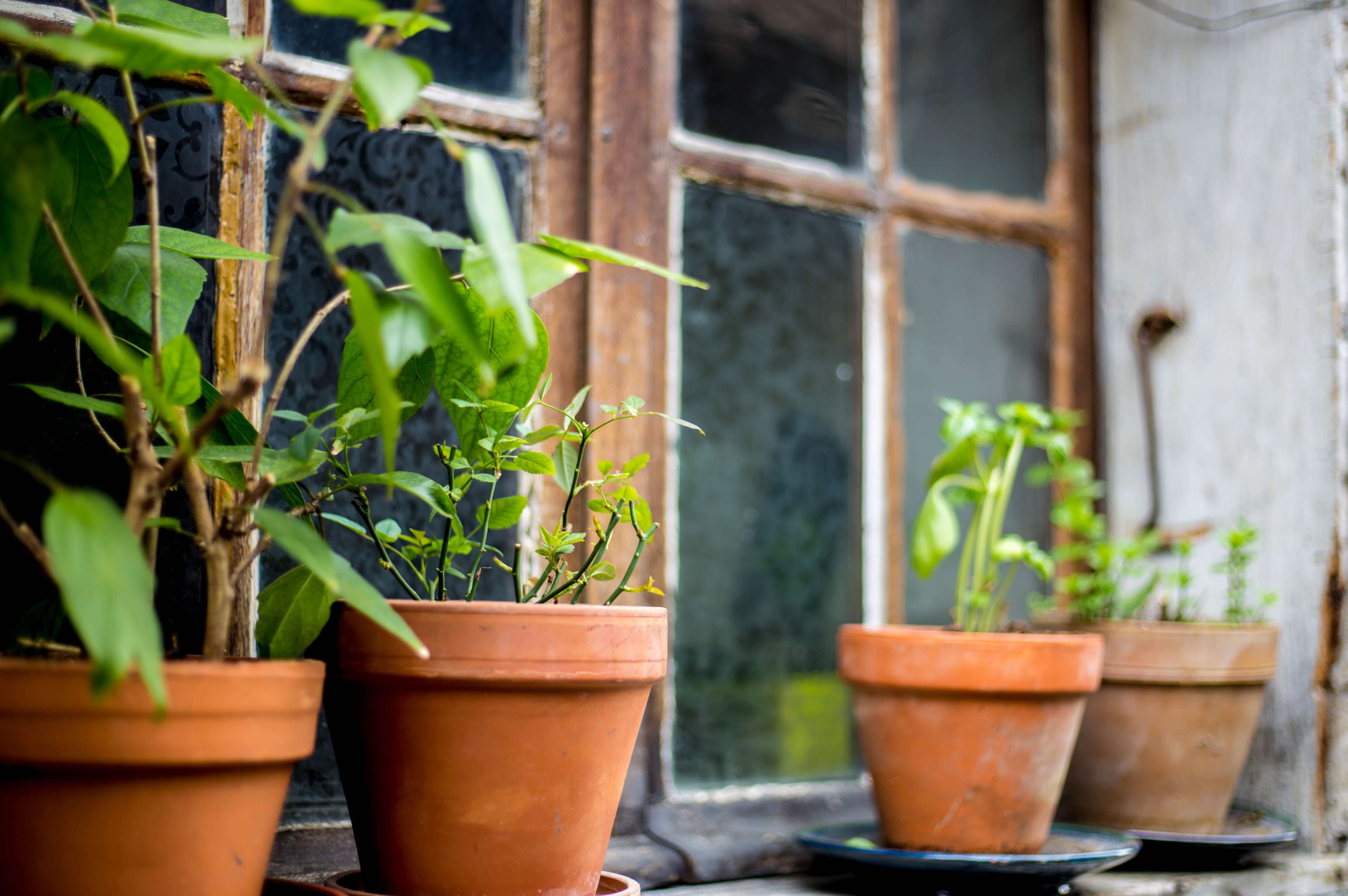 Plantes - Monsieur Marguerite