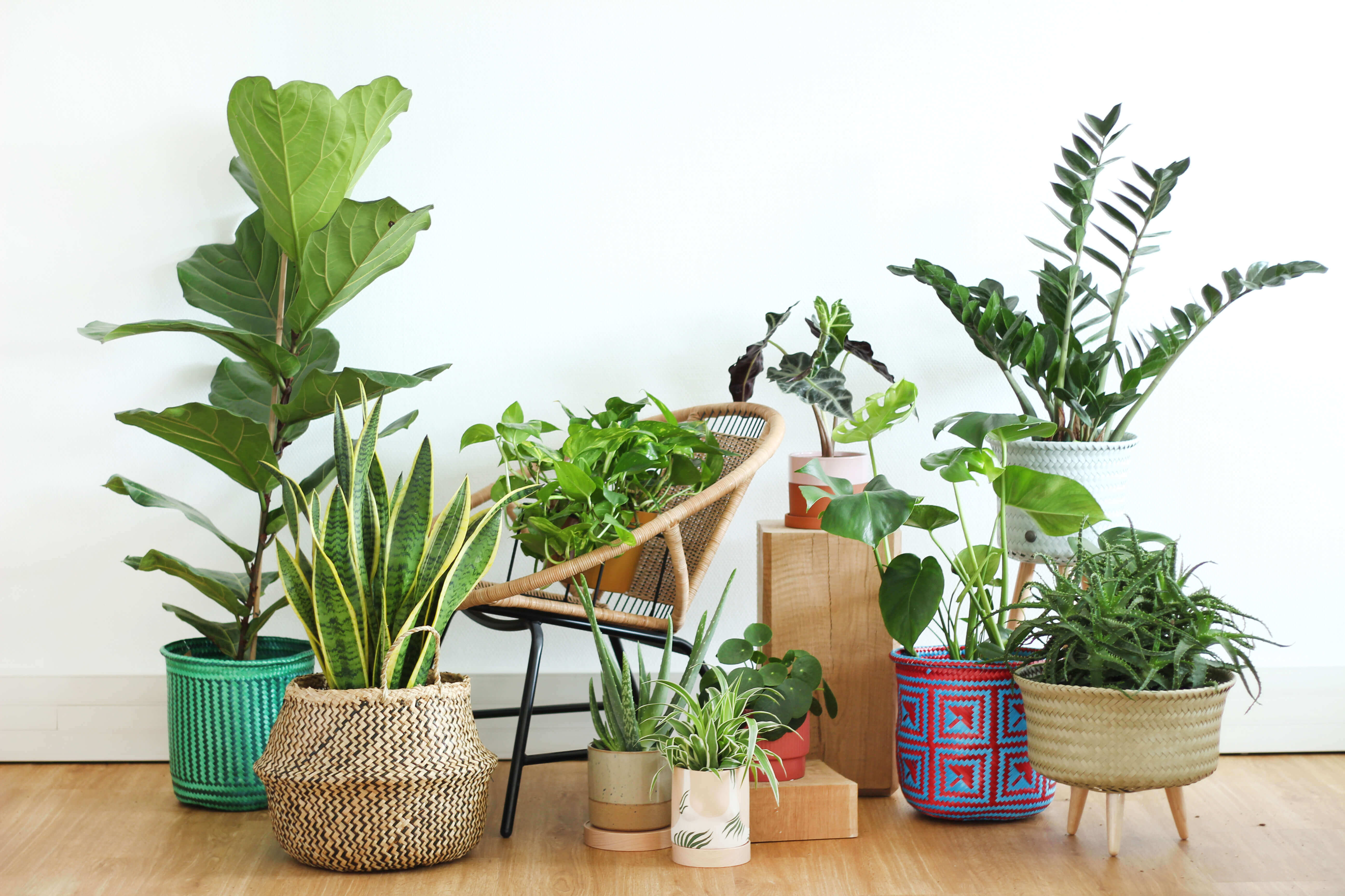 Comment arroser ses plantes vertes pendant les vacances ?