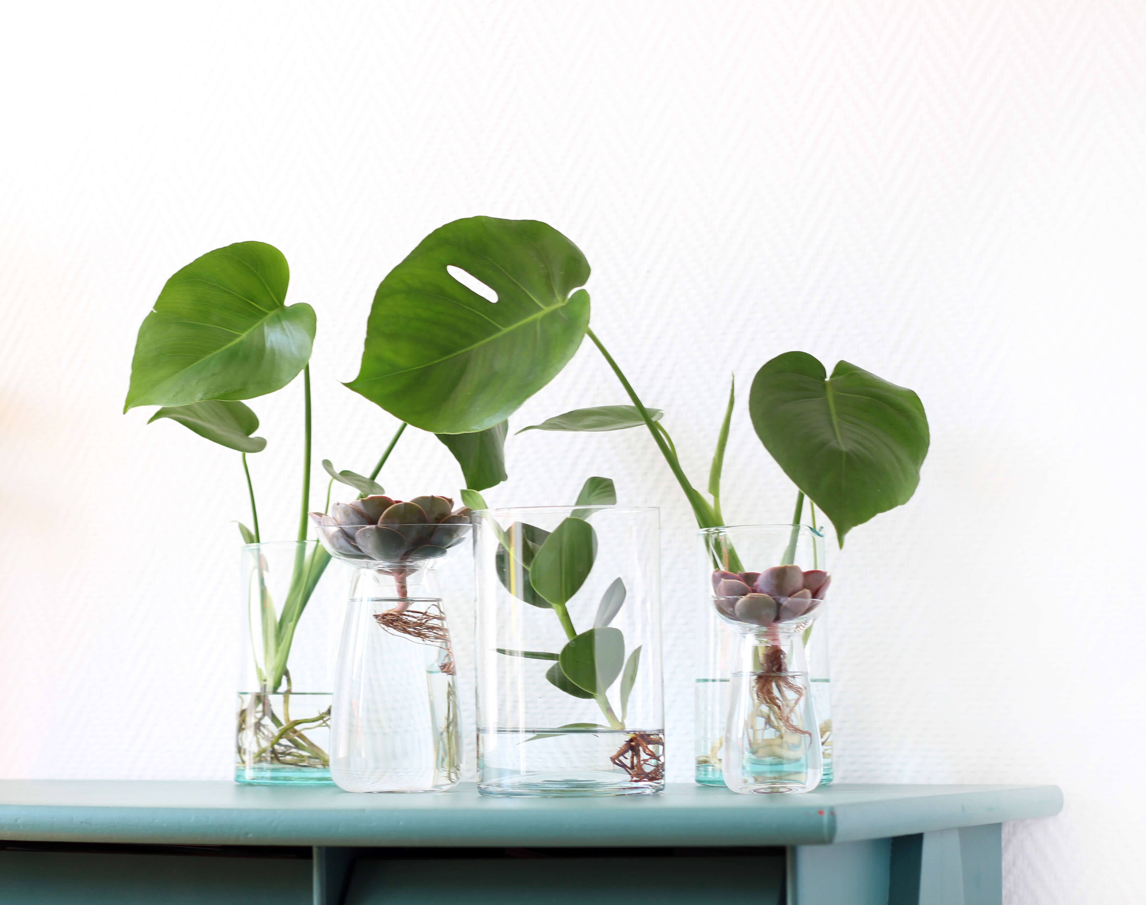 Kaki - Notre collection d'hydro s'agrandit 🌿 Une touche végétale originale  et facile d'entretien. Livraison France entière. #kaki #kakiparis #plantes # plant #végétal #vegetal #hydro #hydroculture #monstera #pothos #calathea  #pilea #plantaddict