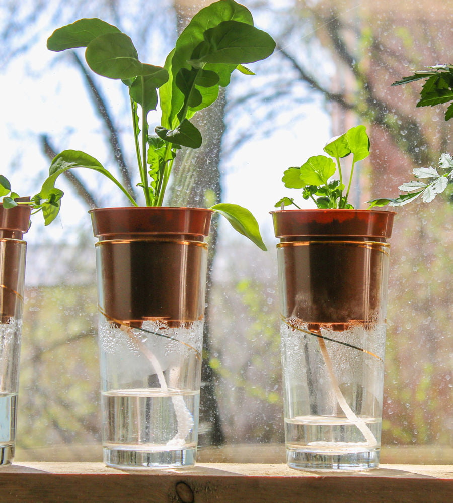 Arroser ses plantes pendant les vacances - La Fourche