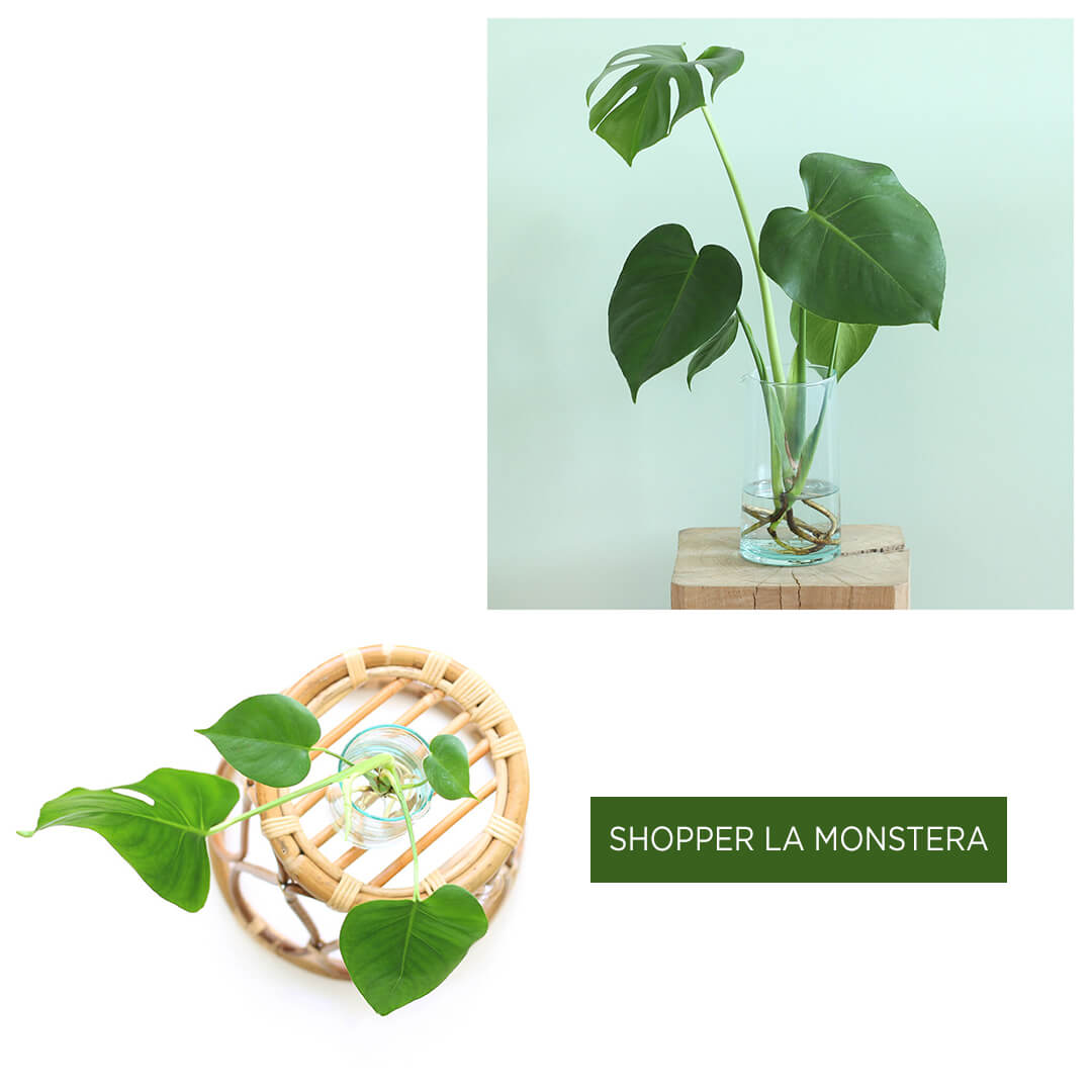 Shopper le Monstera