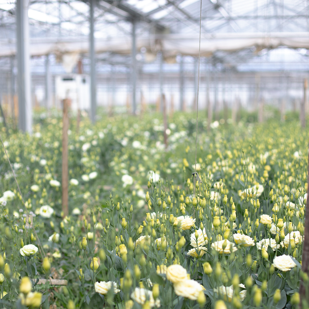 Quelles sont les fleurs de vos bouquets d'Automne ? 