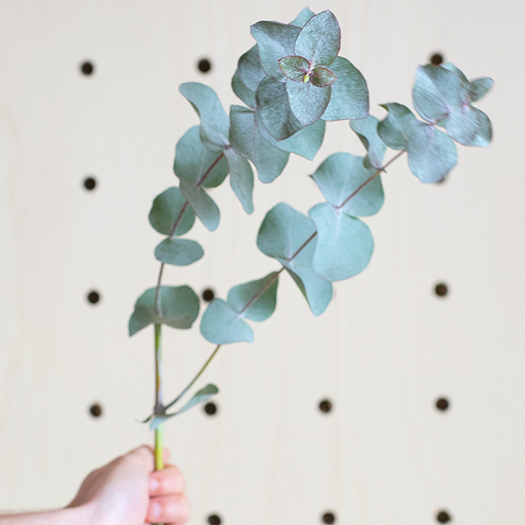 Faire sécher l'Eucalyptus