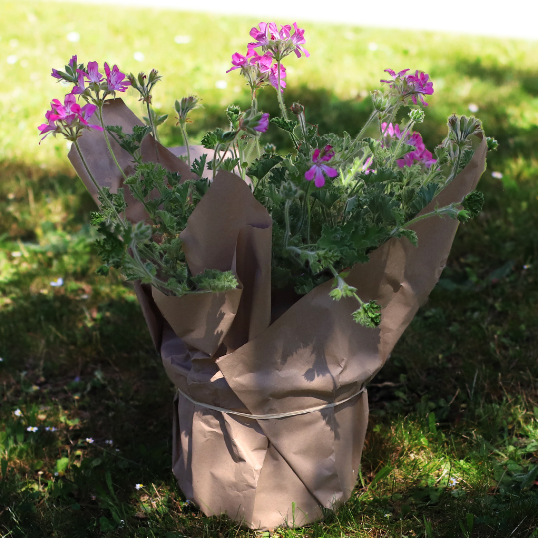 Des plantes contre les moustiques ?