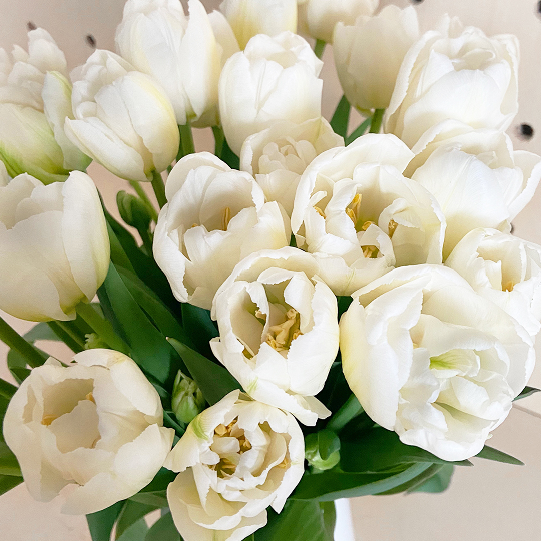 Zoom sur les Tulipes