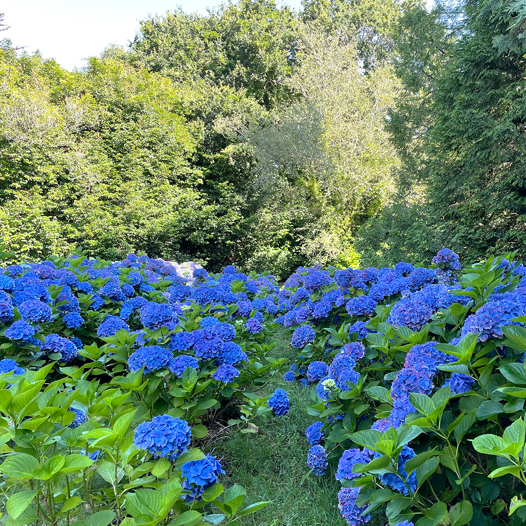 Journée mondiale de l'environnement