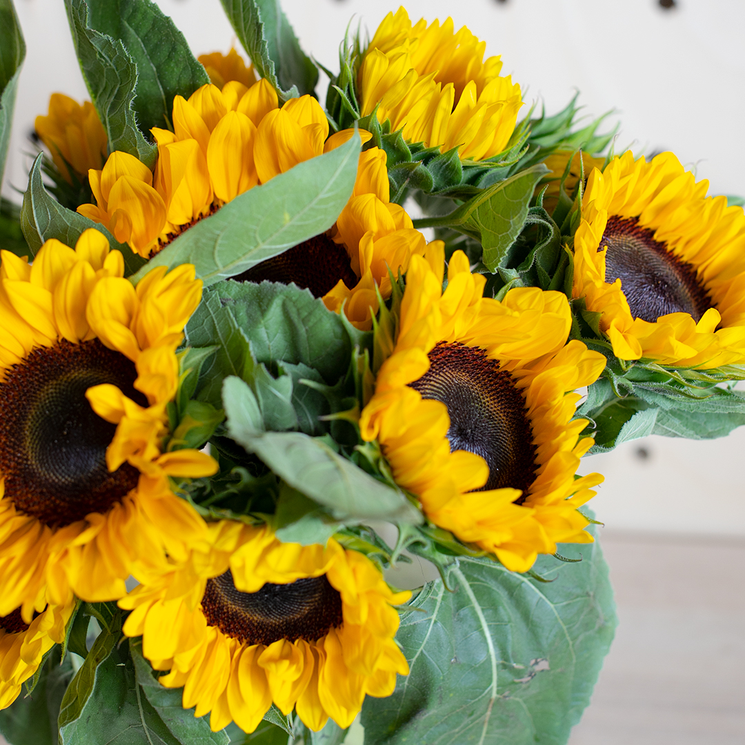 Comment prendre soin de ses Tournesols en vase ?