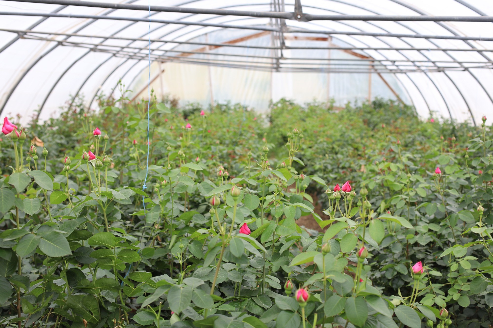 La saison des fleurs d'Île-de-France a débuté !