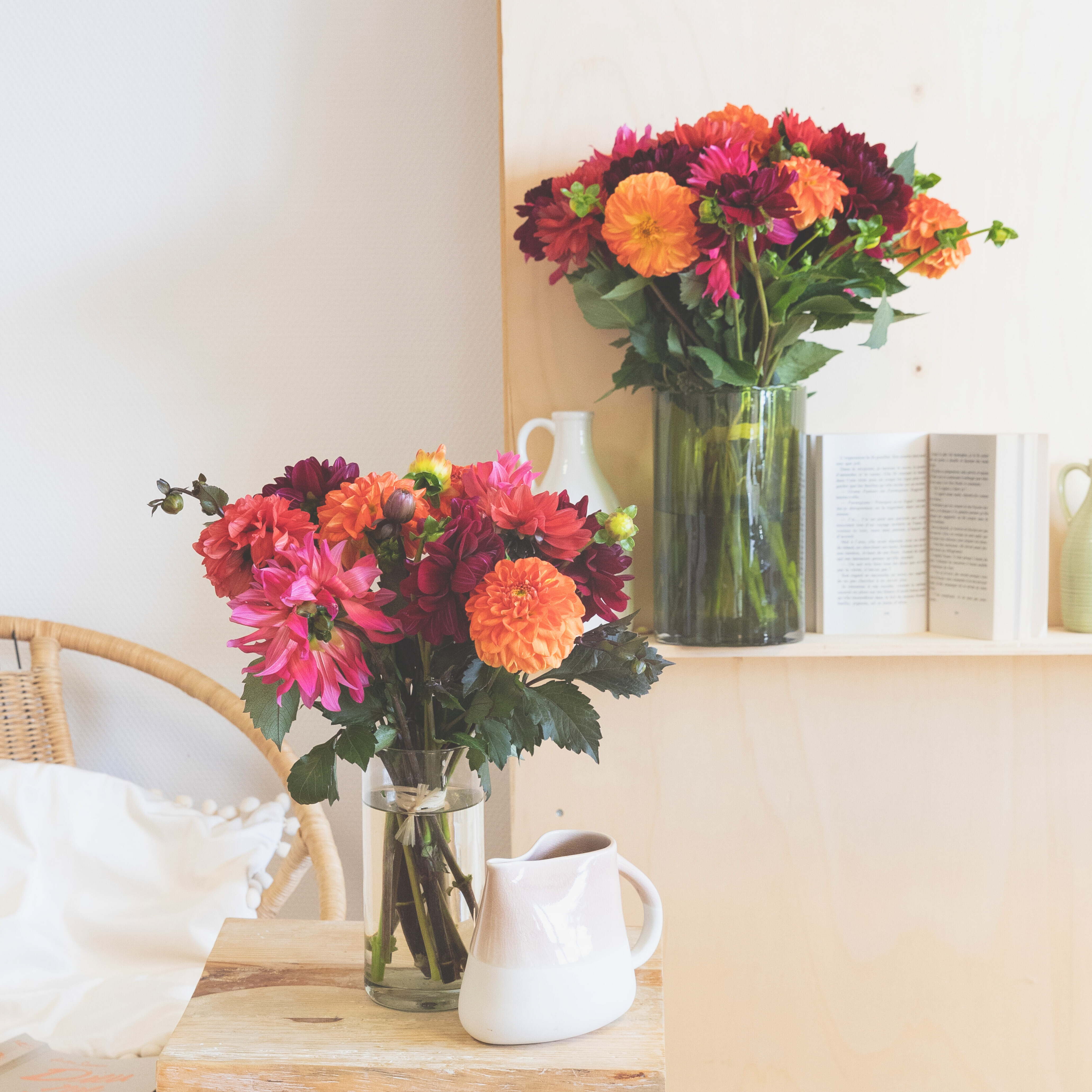 La beauté des dahlias couleurs automnales