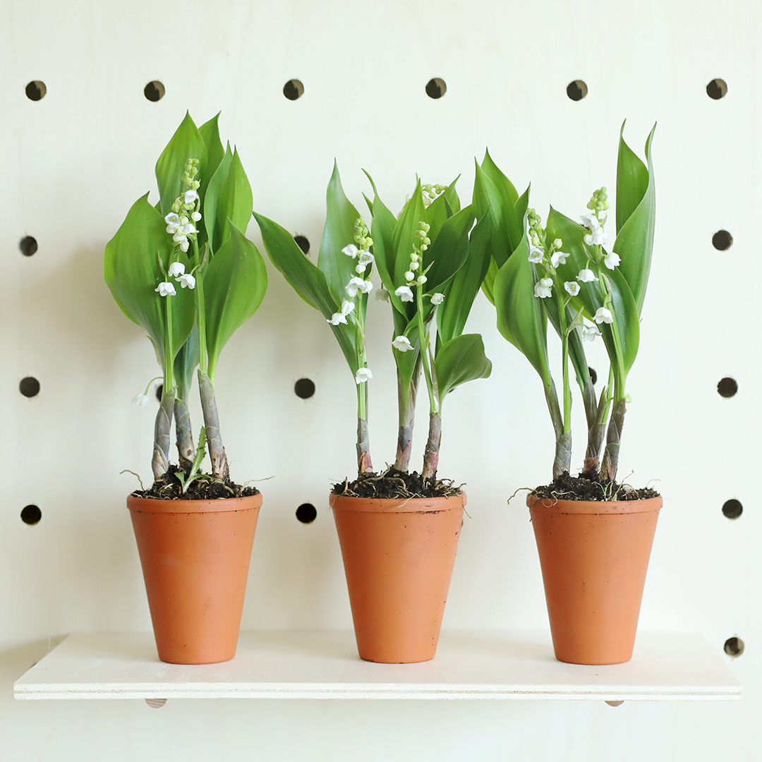 Découvrez le Muguet de Didier !