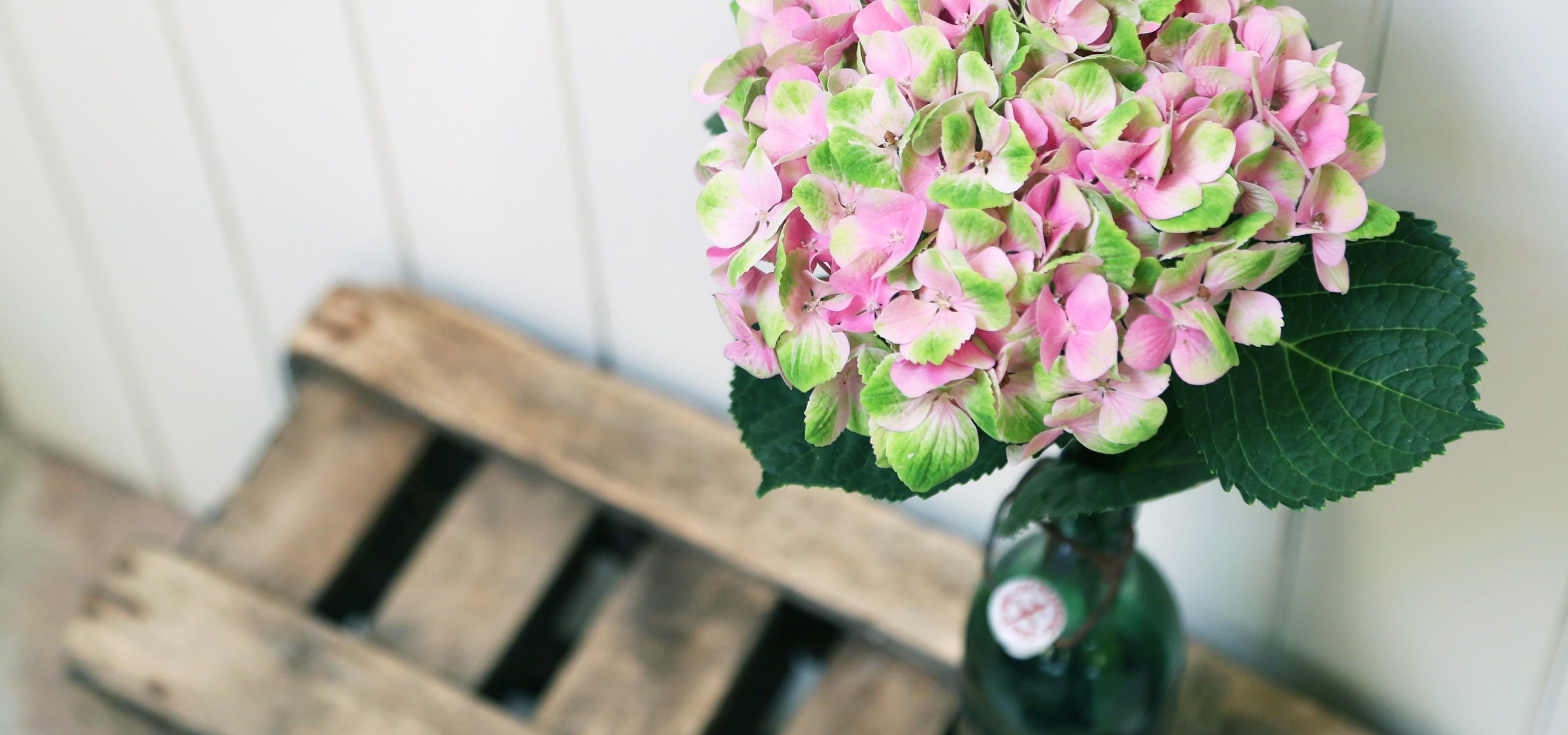 Hortensia: mode d'emploi !