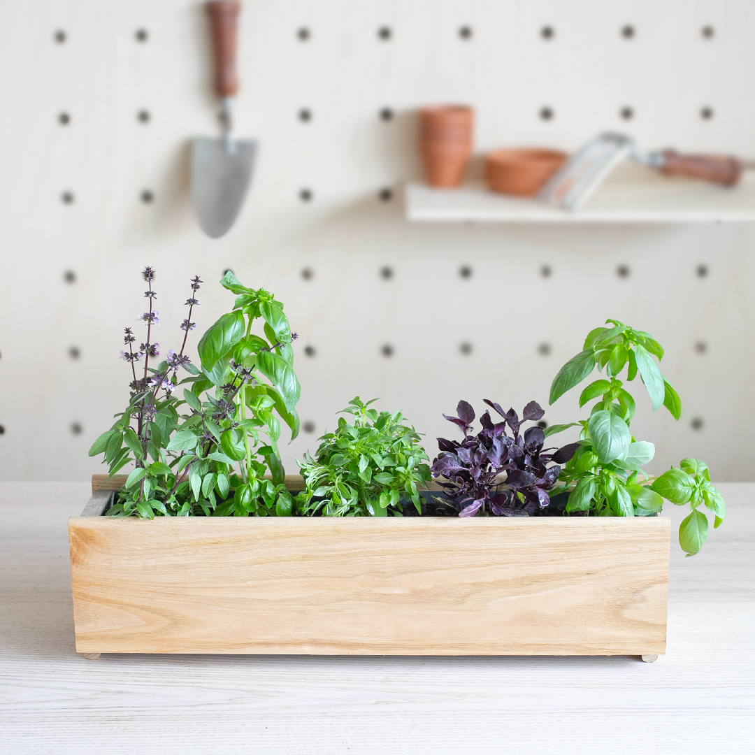 Notre jardinière 100% Basilic