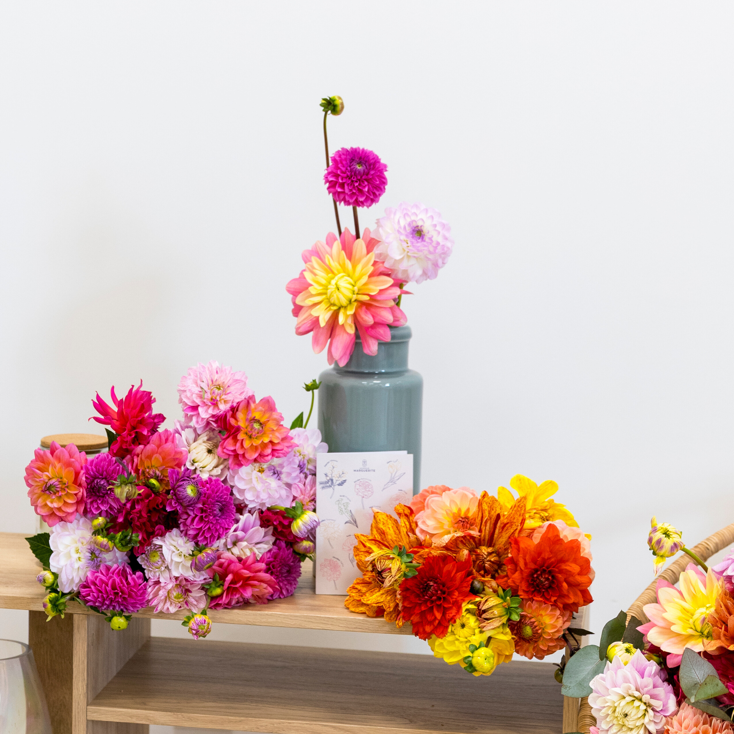 5 choses à savoir sur le Dahlia