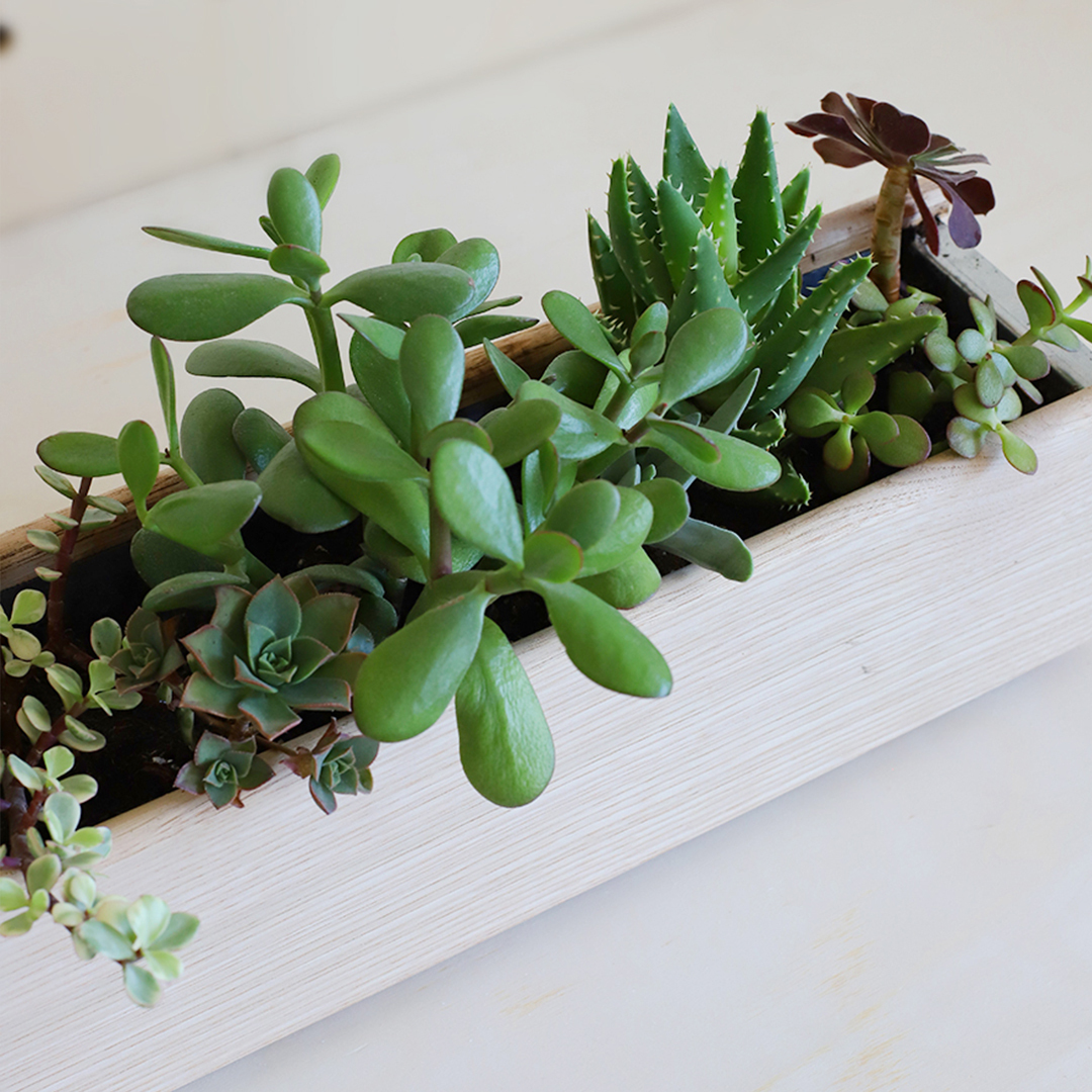 Comment installer et planter les succulentes dans sa jardinière d’intérieur ?