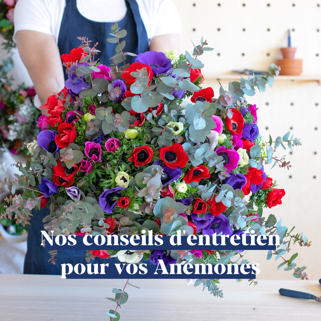 Nos conseils d'entretien pour vos Anémones