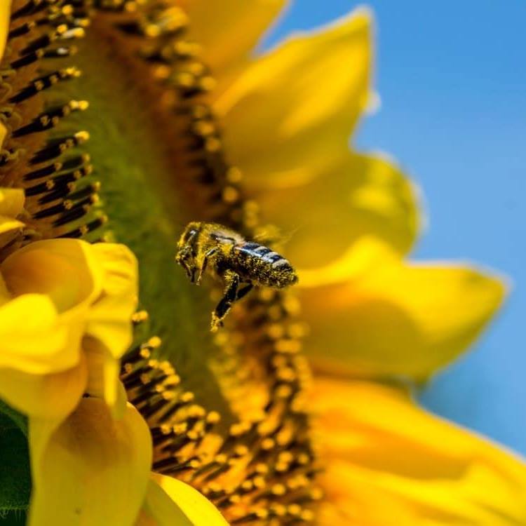 Un domaine pour une reine 