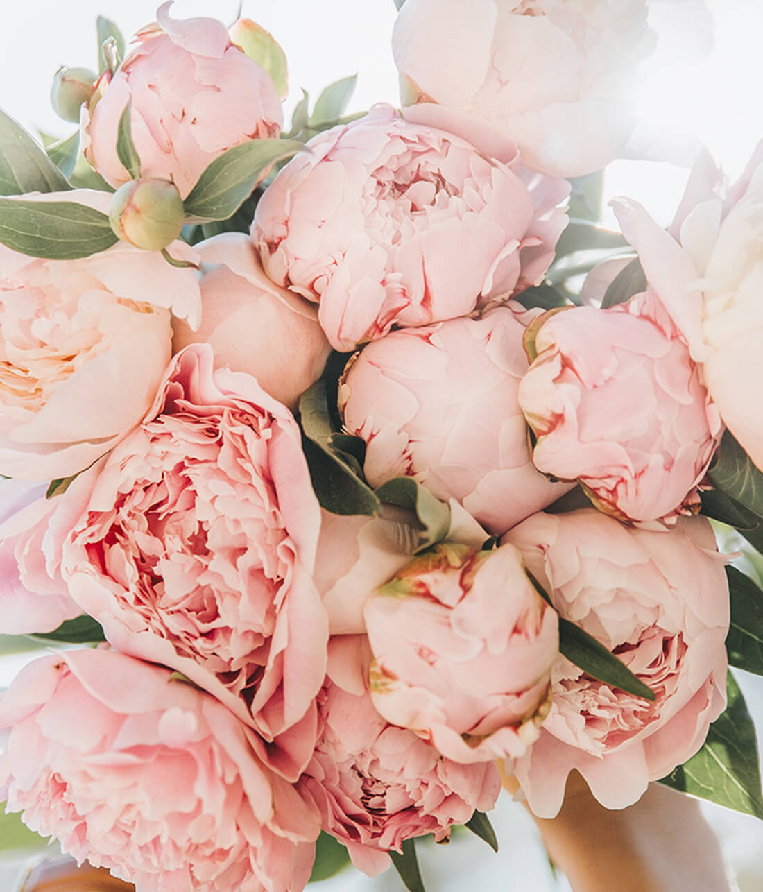 Floroscope : Guide d'Astrologie Florale