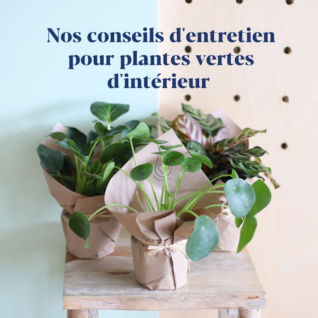 Nos conseils d'entretien pour plantes vertes d'intérieur