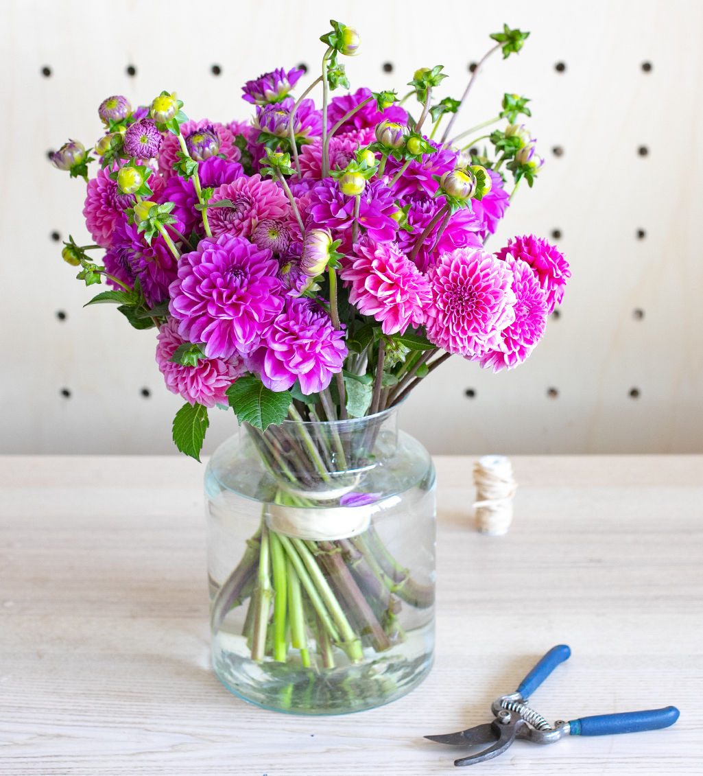 Comment prendre soin de ses Dahlias en vase ?
