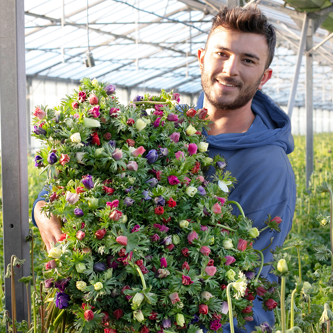 Rencontrez nos producteurs d'Anémones !