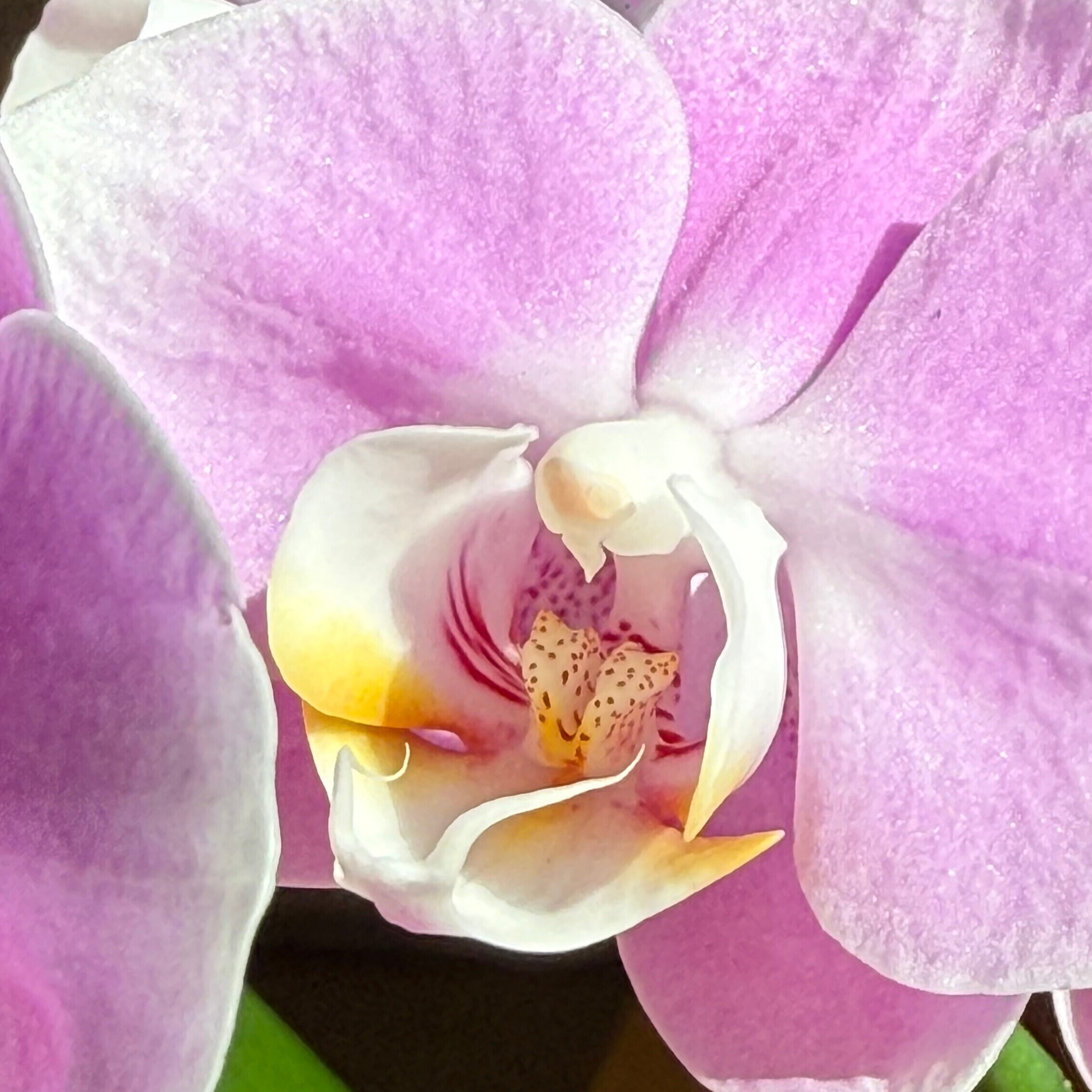 5 choses à savoir sur l'orchidée