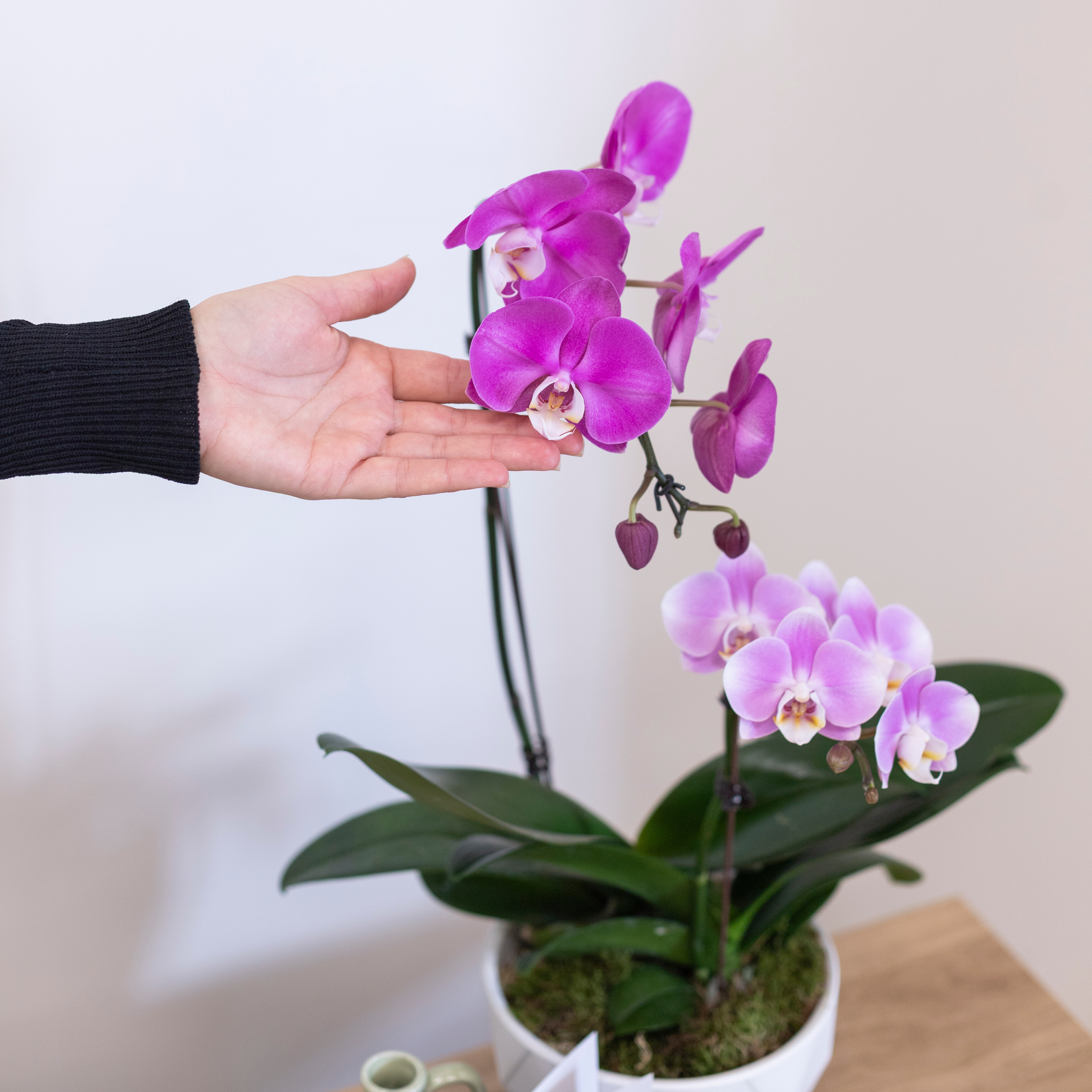 L’Orchidée fait son entrée chez Monsieur Marguerite