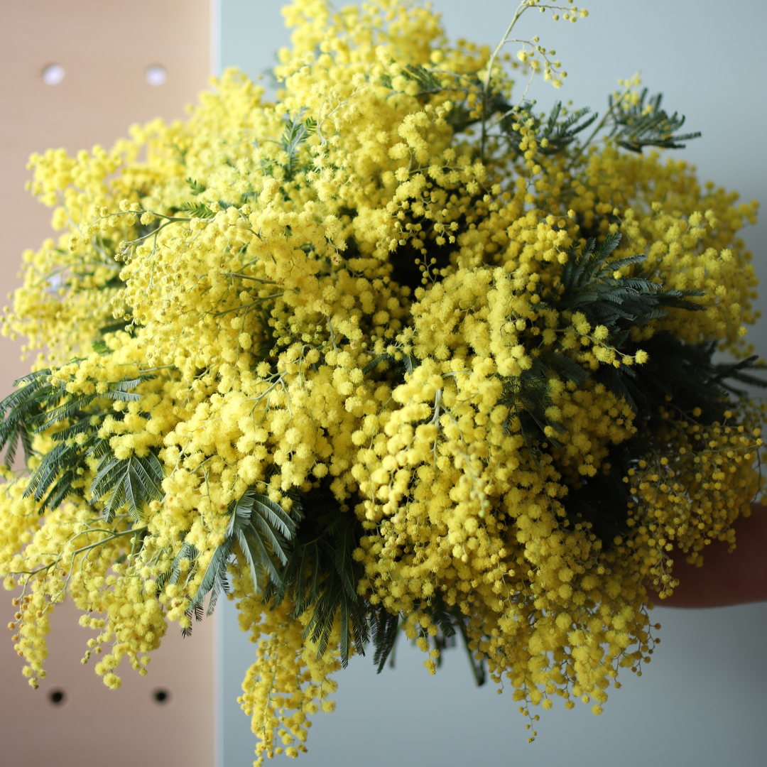 Monsieur Marguerite célèbre le Mimosa