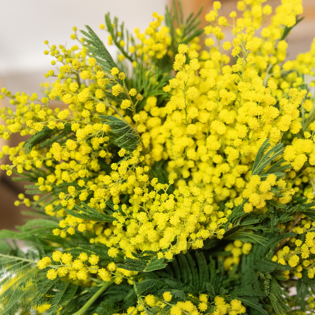 Entretenir son Mimosa