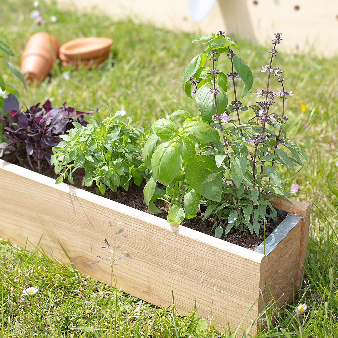 Comment récolter ses herbes aromatiques ? 