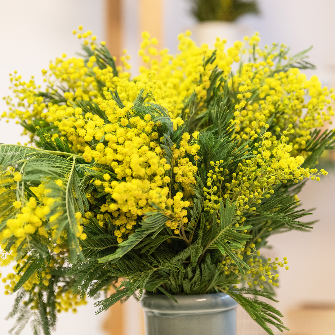 C'est la Fête du Mimosa chez Monsieur Marguerite