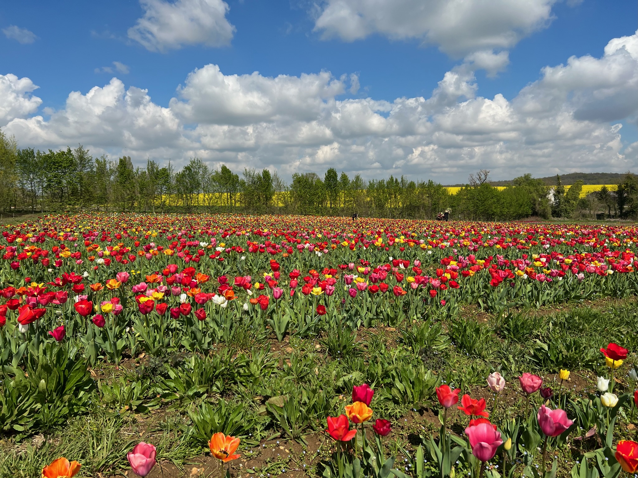 Monsieur Marguerite célèbre la Tulipe !