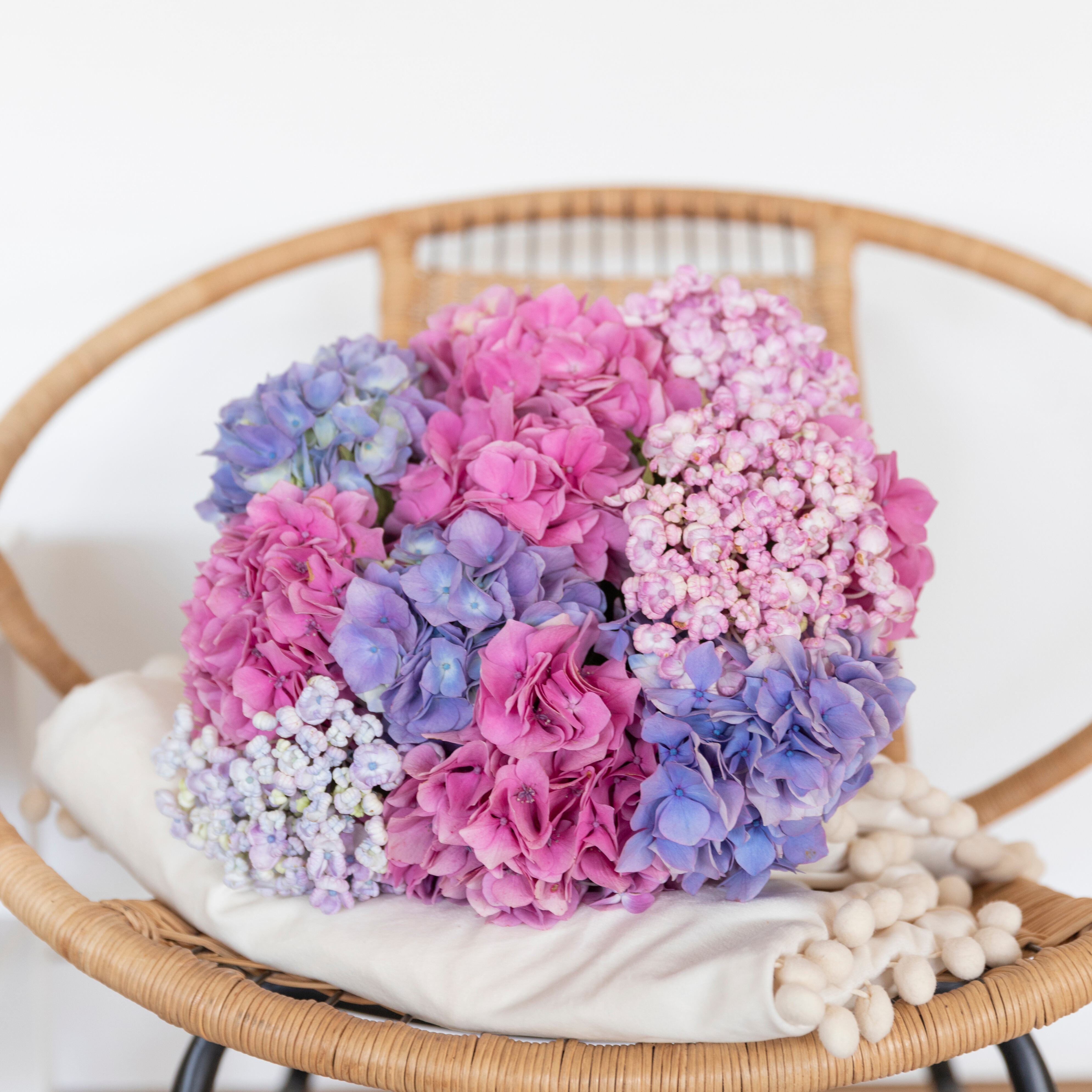 5 choses à savoir sur l’Hortensia