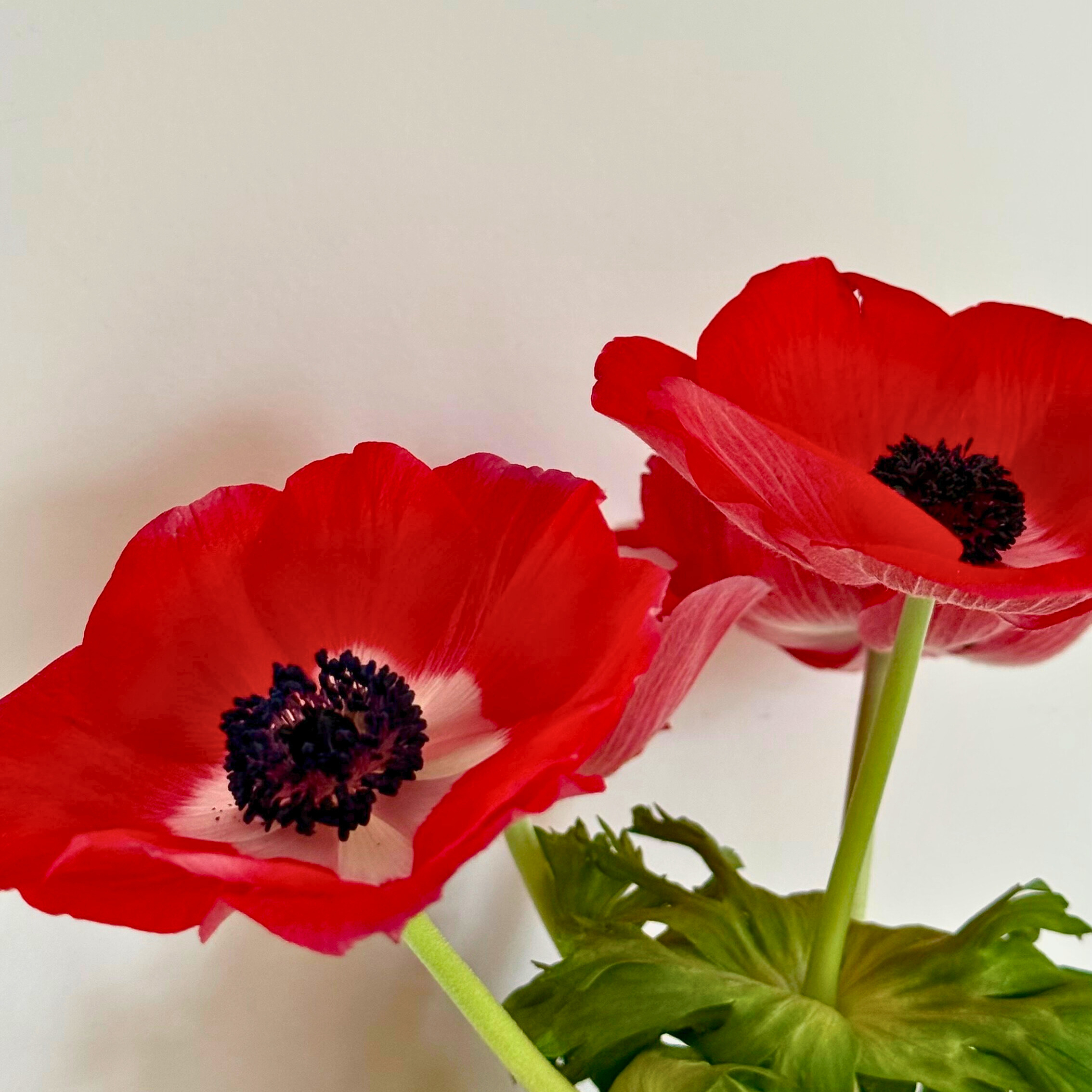 5 choses à savoir sur l'Anémone