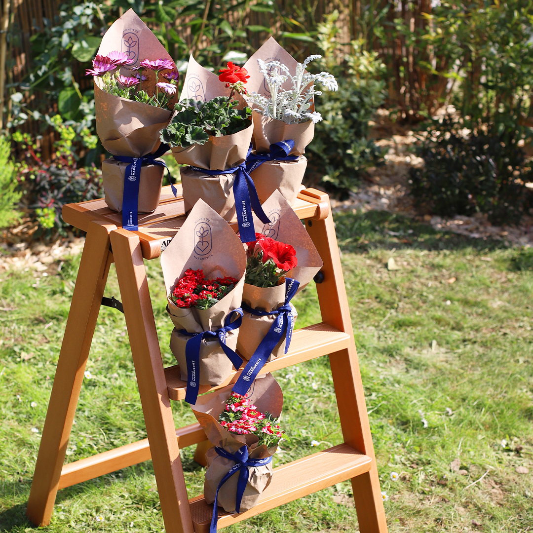 La nouvelle collection d'assortiments de plantes !