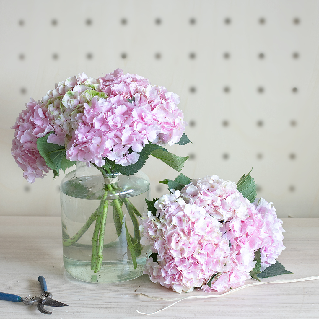 La saison des Hortensias a débuté !