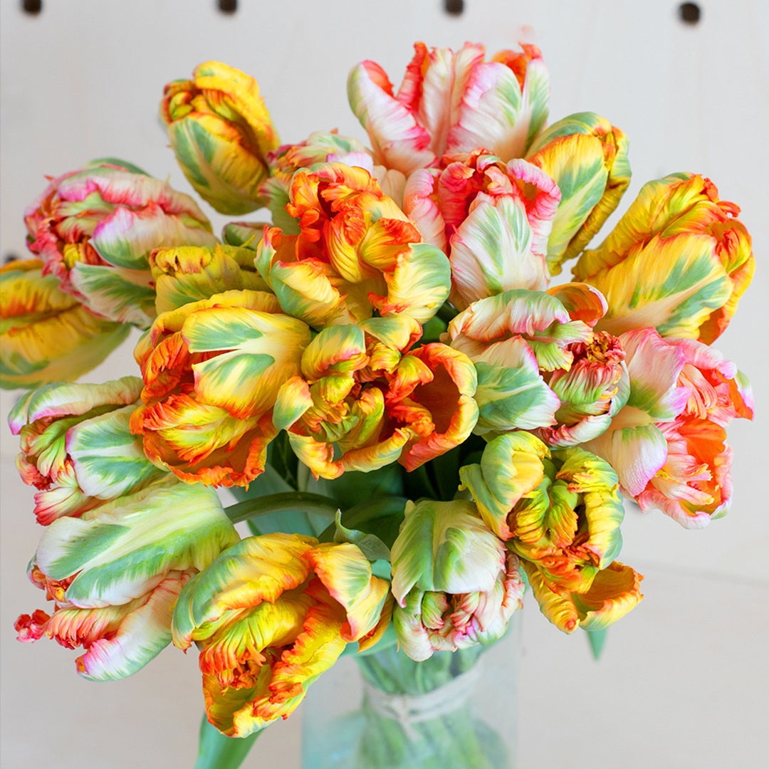 Découvrez les Tulipes d'exception de Xavier !