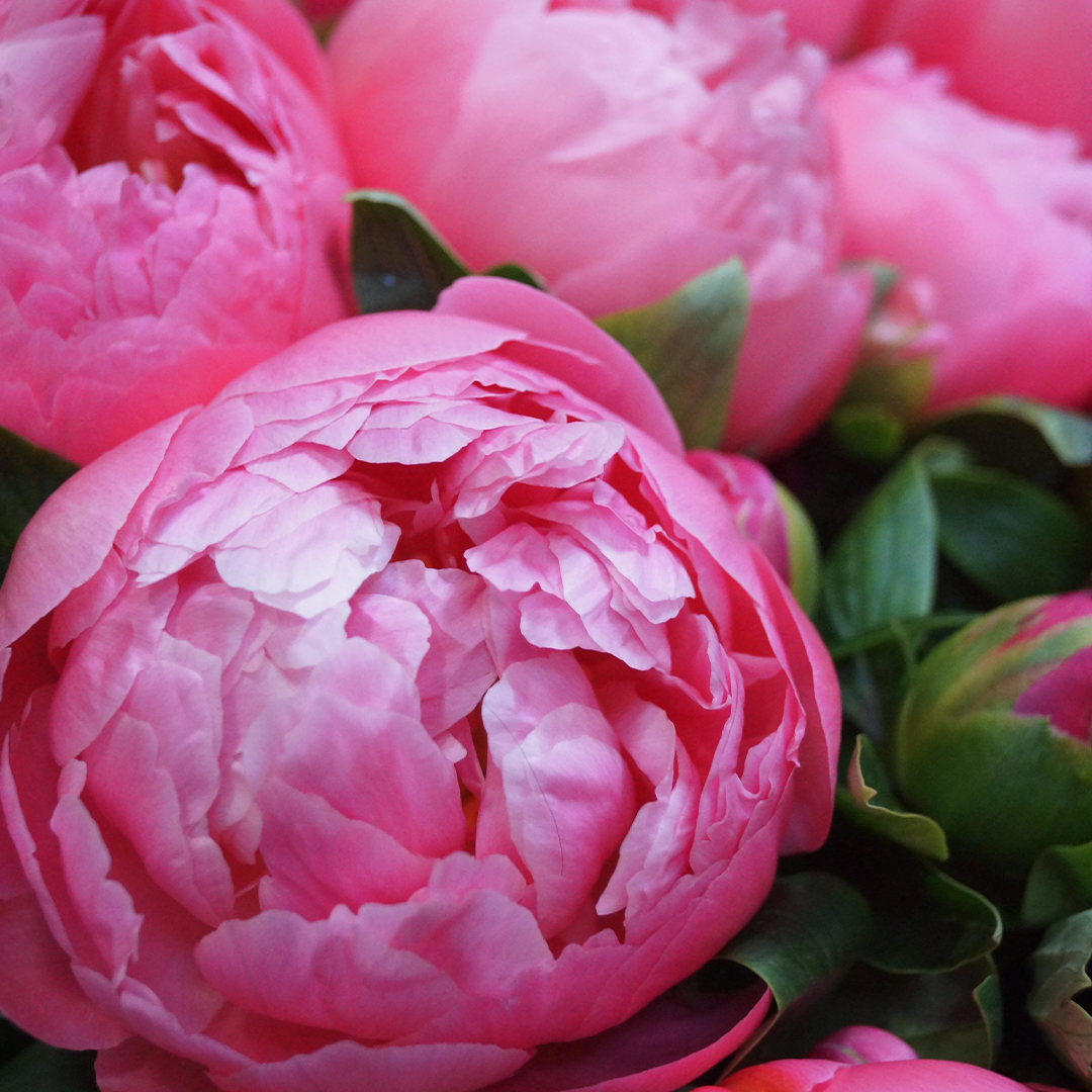 Entretien des Pivoines