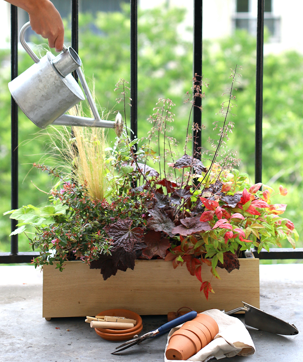 Comment prendre soin de ses plantes l'été ? 