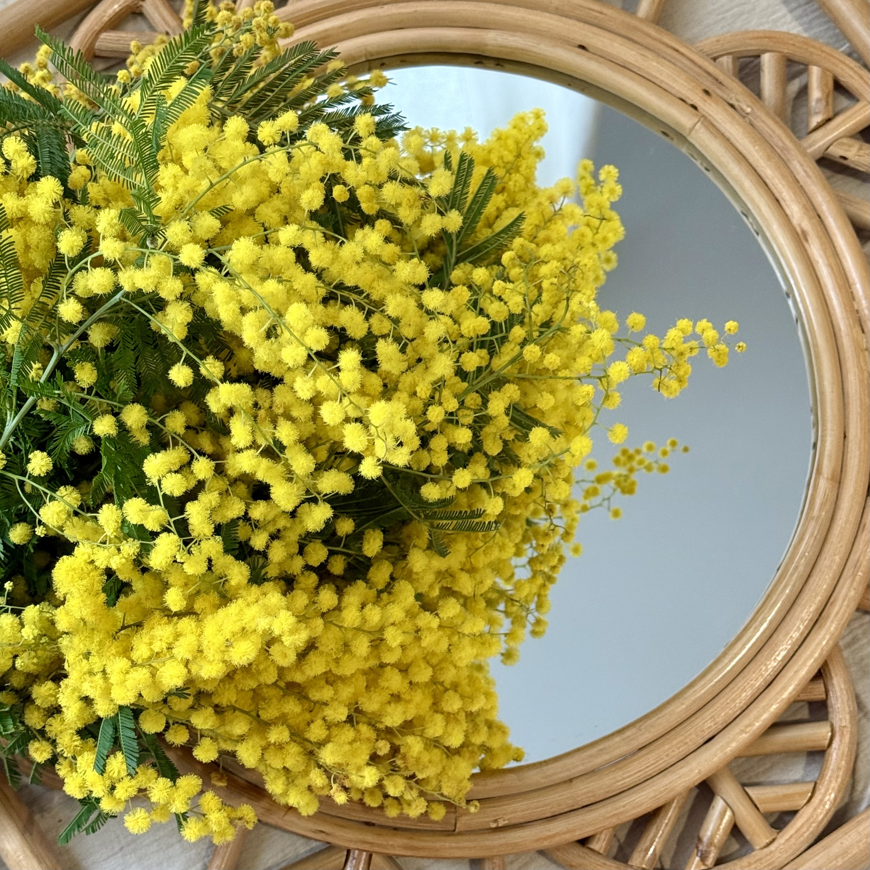 Comment prendre soin de son bouquet de Mimosa