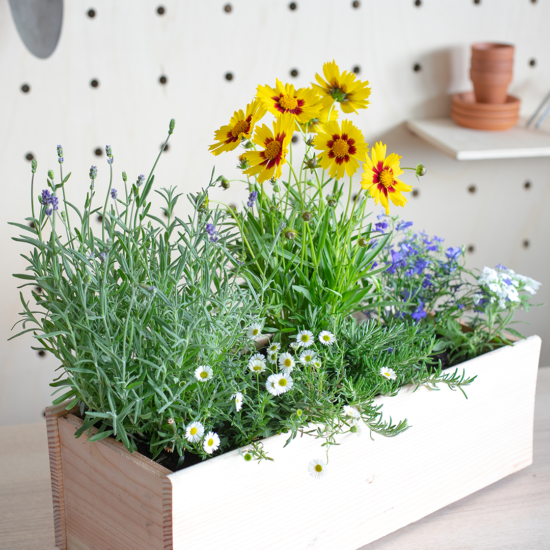 Notre jardinière de plantes mellifères