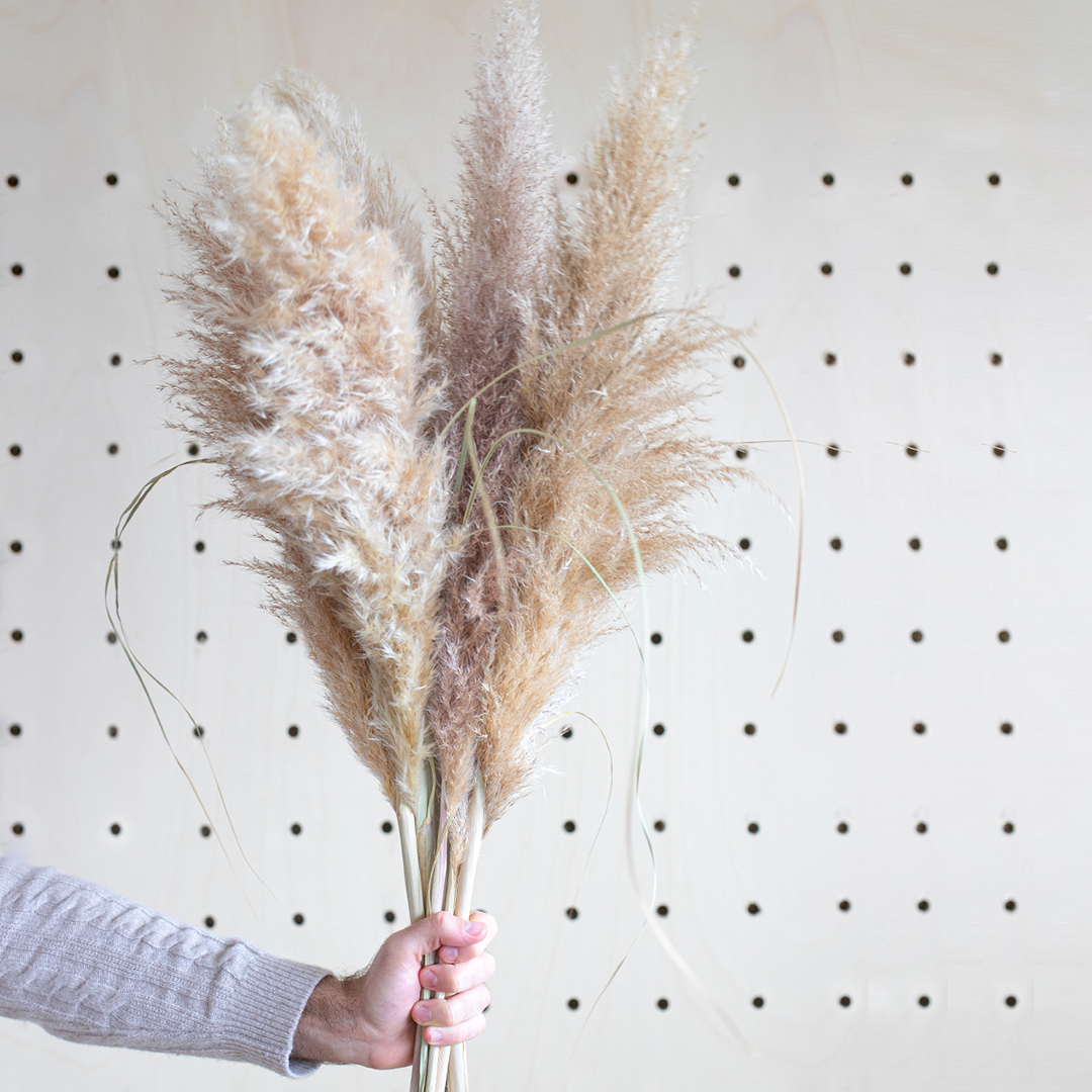 Entretien des fleurs de pampa