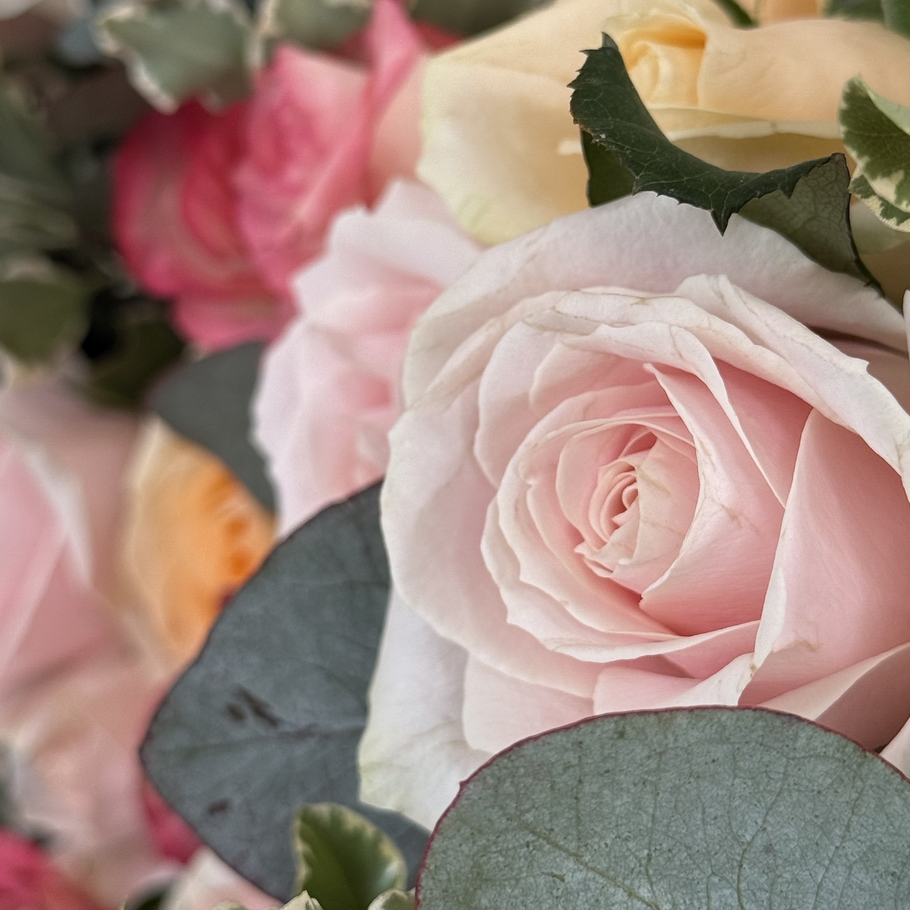 Comment reconnaître une fleur de saison au marché ou chez le fleuriste ?