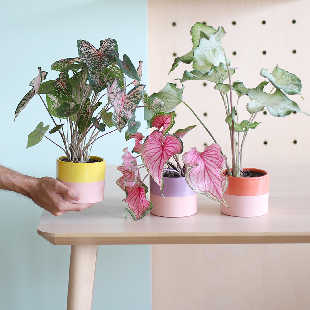 Enfin des plantes vertes françaises et responsables !