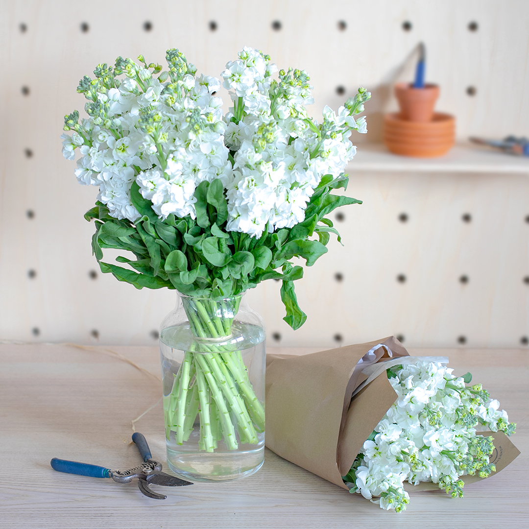 Comment prendre soin de ses Giroflées en vase ? 