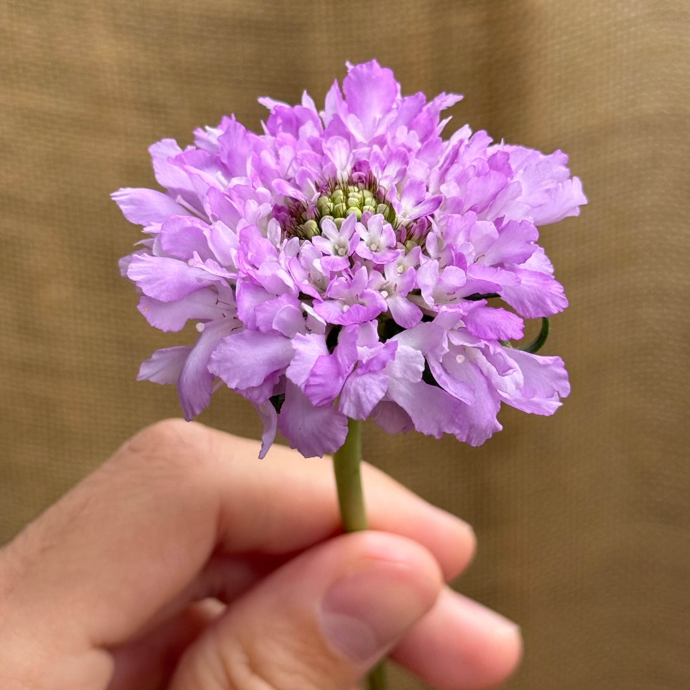 La scabieuse, une fleur délicate qui sublime nos bouquets de saison