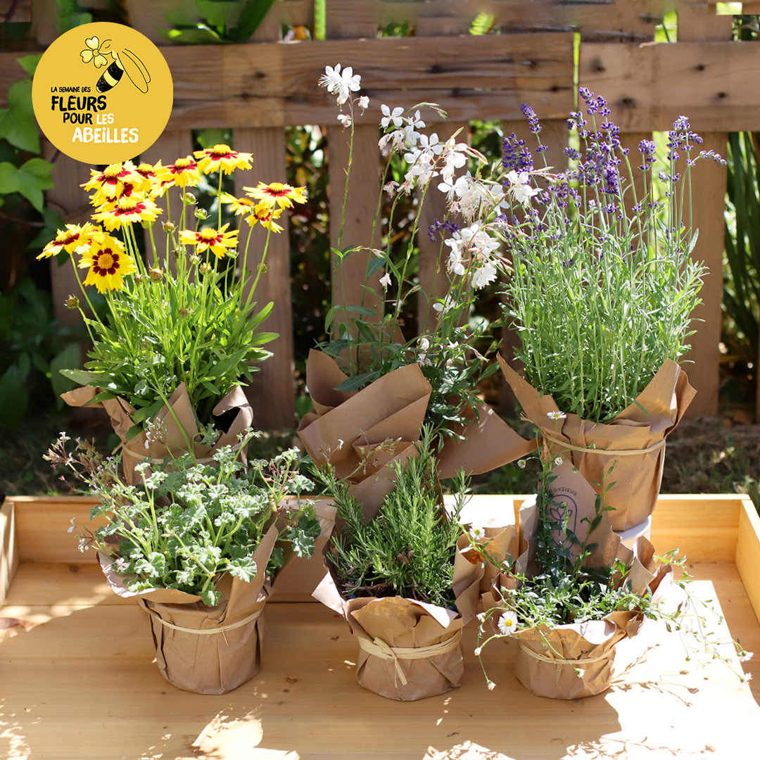 Des plantes 100% mellifères