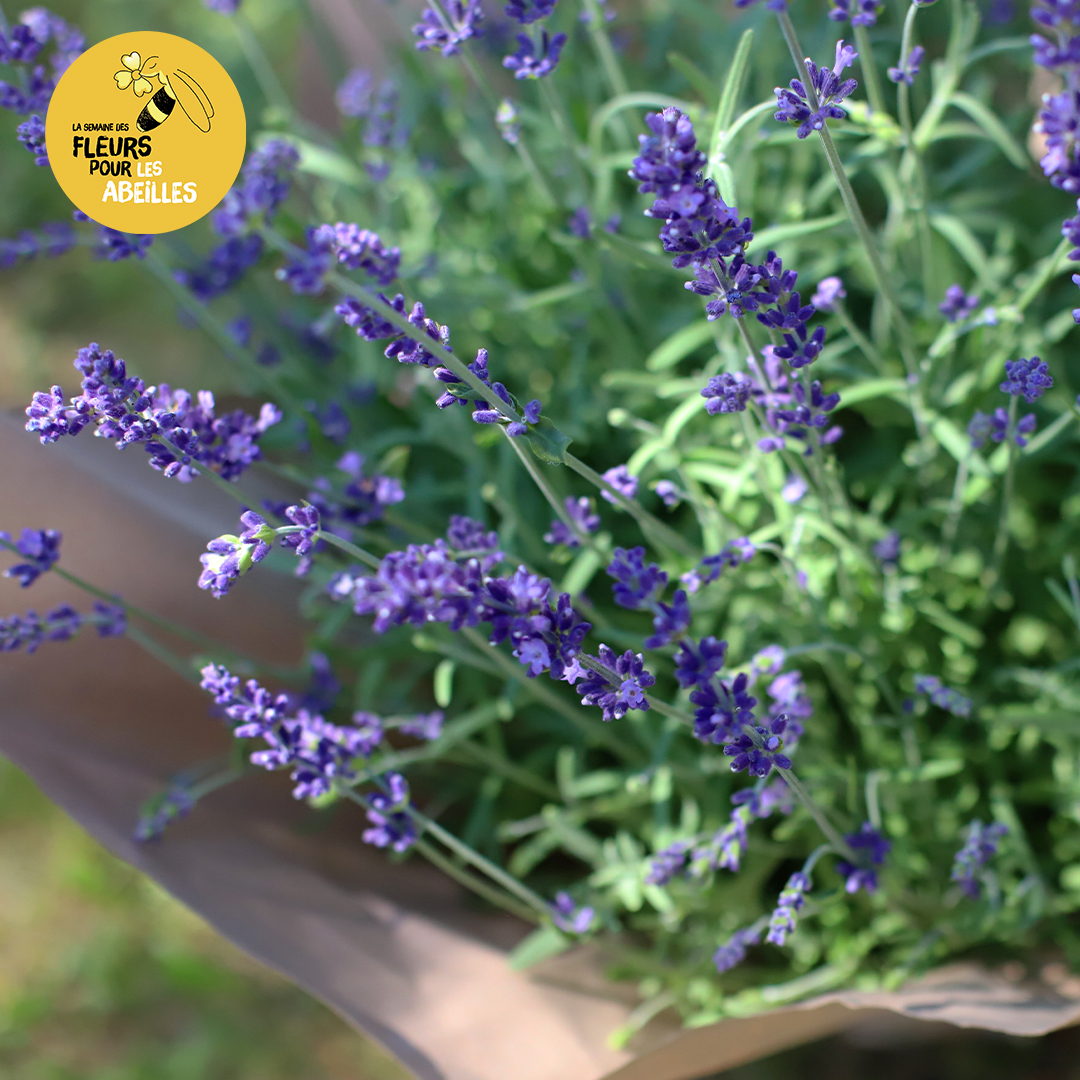 Des Fleurs pour les Abeilles