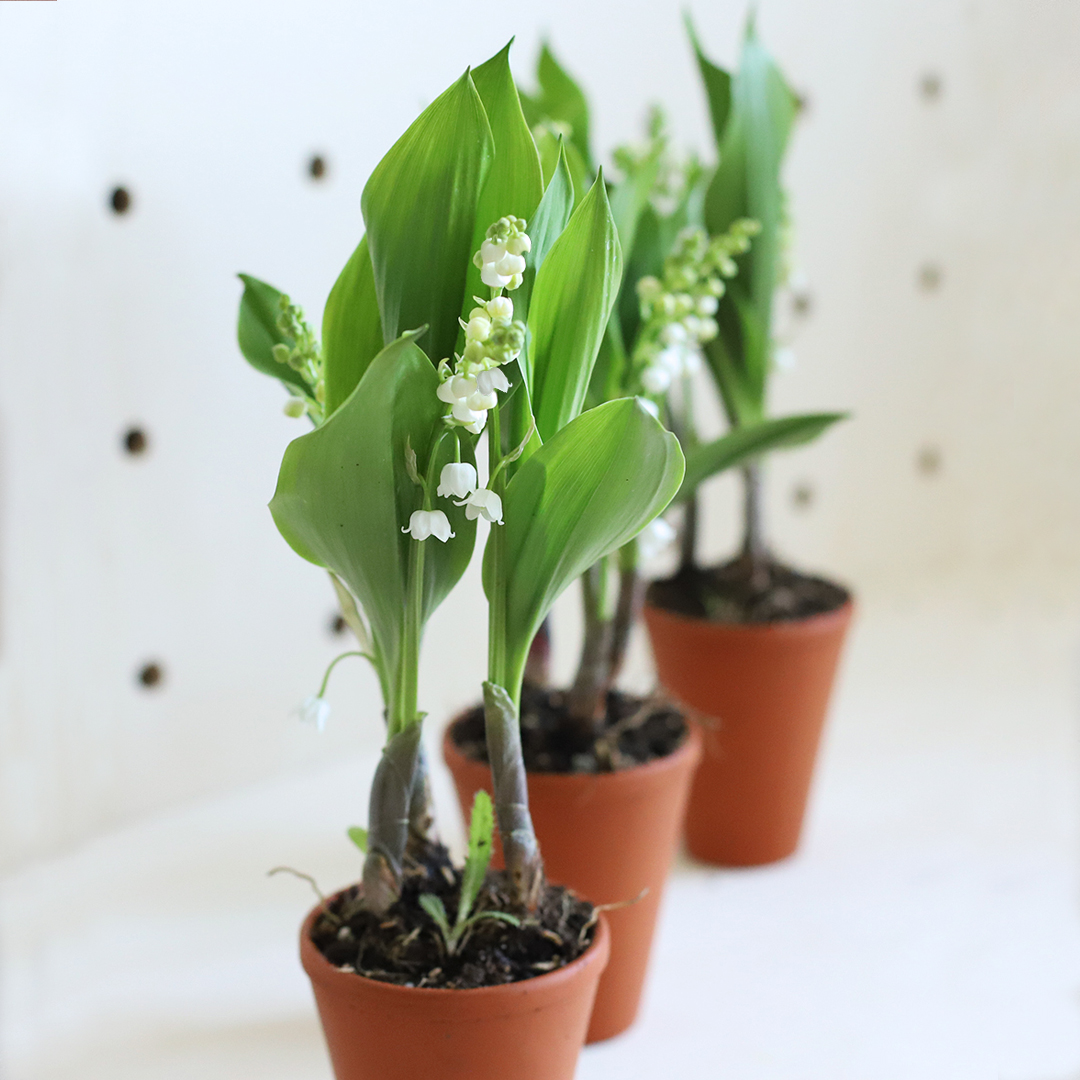 Entretien et replantation du Muguet 